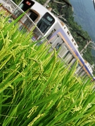 南海2000系ズームカー (美加の台1号踏切付近)