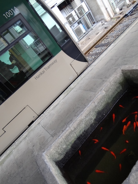 堺トラム・茶ちゃ & 住吉公園駅の金魚様☆