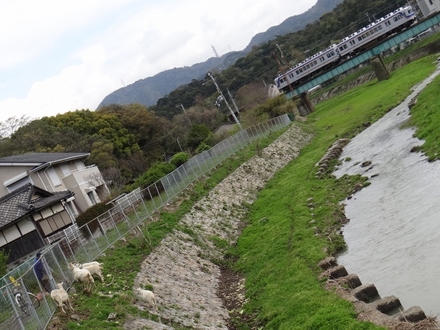 南海2200系 (みさき公園〜深日町) ※2015.04 撮影