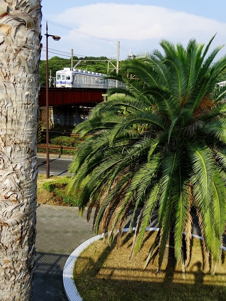 南海7100系ワンマン改造車 (深日町駅付近から)